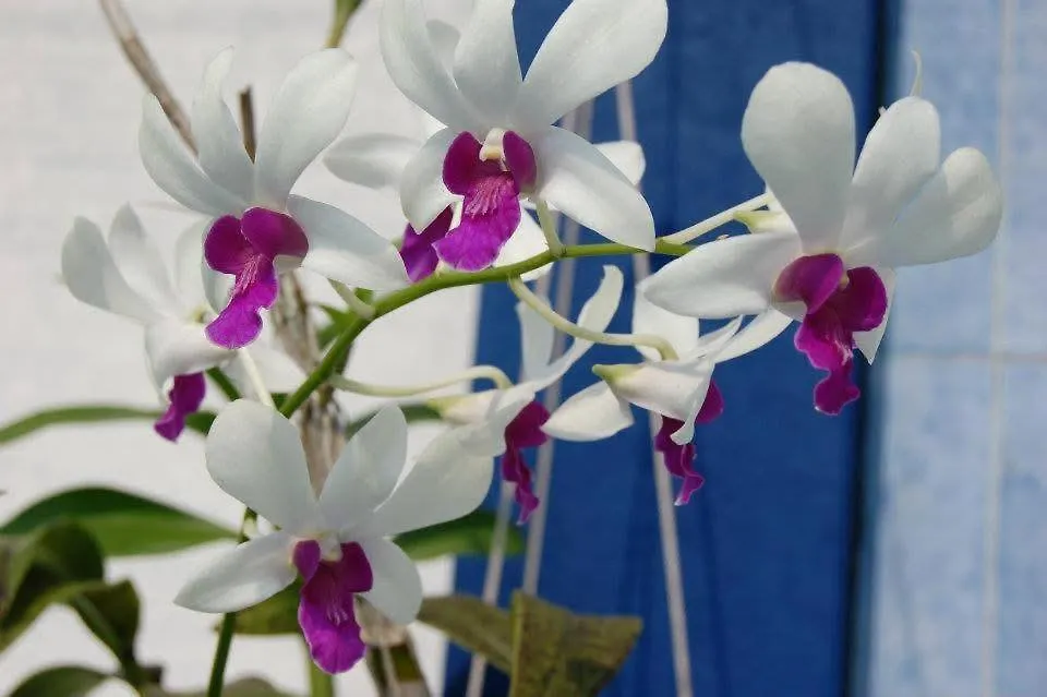 招待所 Orchid Villa 尼甘布
